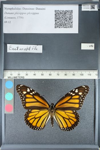 Media type: image;   Entomology 164936